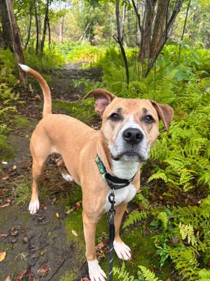 Milo - Terrier, Pit Bull Mix available for adoption at Nova Scotia SPCA in Halifax