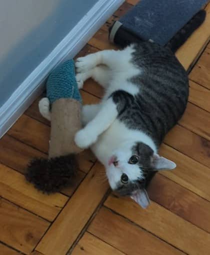Dyson bonded to Virgil - Domestic Shorthair Mix cat available for adoption at Nova Scotia SPCA in Halifax