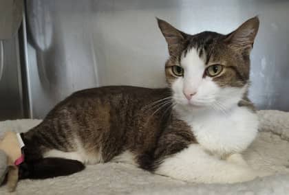 Alice - Domestic Shorthair Mix cat available for adoption in Nova Scotia