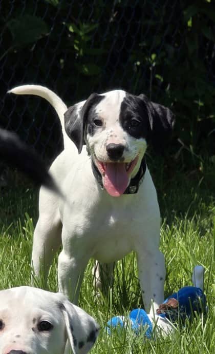 Panda - Dalmatian / Great Pyrenees available for adoption