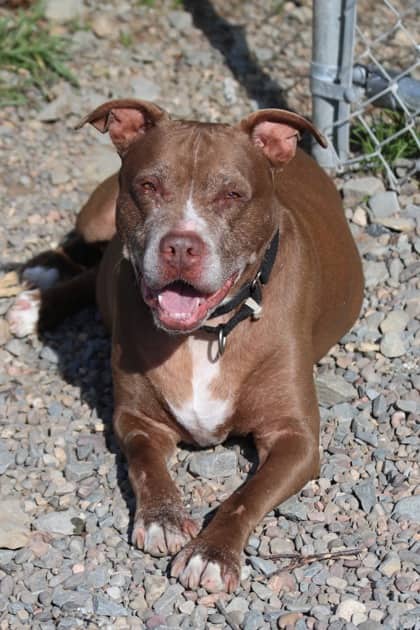 Rocco - Terrier, American Staffordshire Mix available for adoption at Nova Scotia SPCA in Halifax
