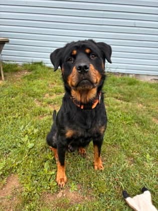 Rufus - Rottweiler Mix available for adoption in Nova Scotia