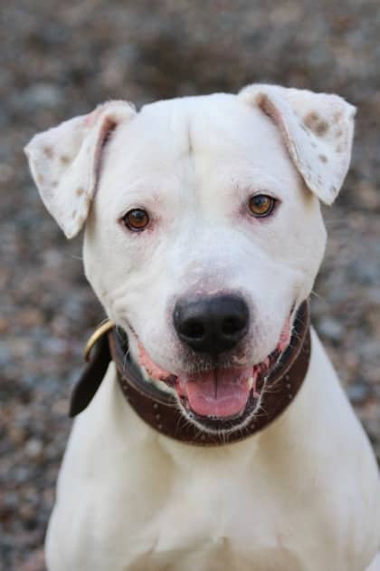 Wilbur - Terrier, American Pit Bull Mix available for adoption