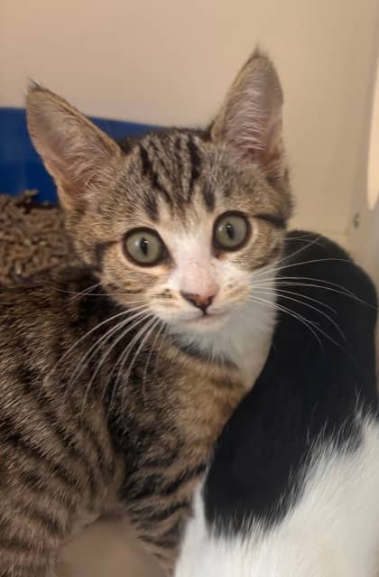 Pop - Domestic Shorthair Mix cat available for adoption at Nova Scotia SPCA in Halifax