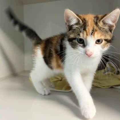 Betty - Domestic Shorthair Mix cat available for adoption at Nova Scotia SPCA in Halifax