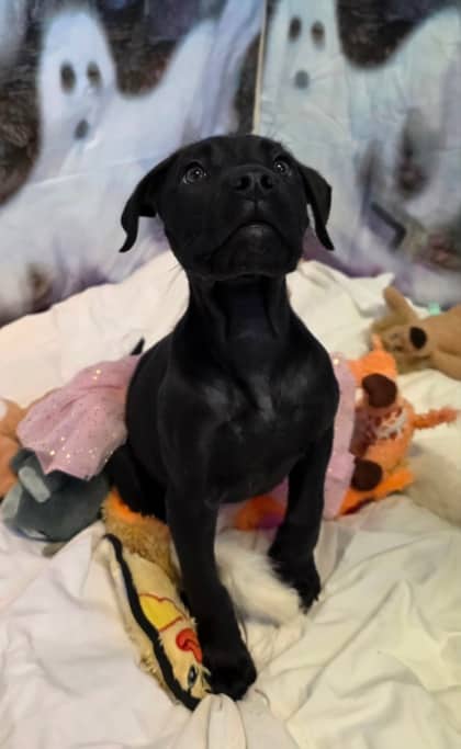 Lila - Retriever, Labrador Mix available for adoption at Nova Scotia SPCA in Halifax