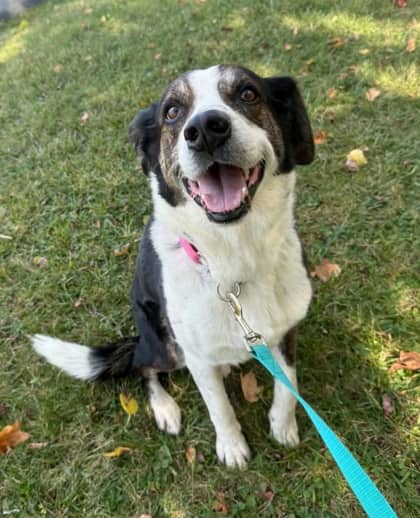 Whiskey - Border Collie Mix available for adoption