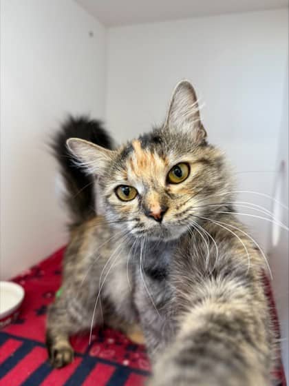 Willadeene - Domestic Medium Hair Mix cat available for adoption at Nova Scotia SPCA in Halifax