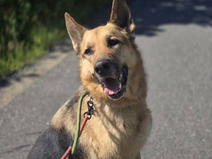 Entei - German Shepherd Mix available for adoption