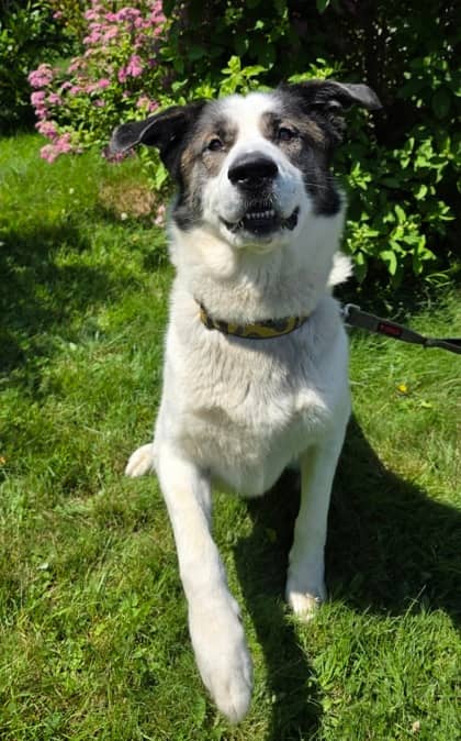 Oliver - Saint Bernard Mix available for adoption