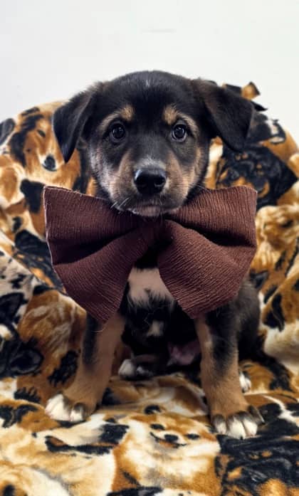 Jet - German Shepherd Mix available for adoption