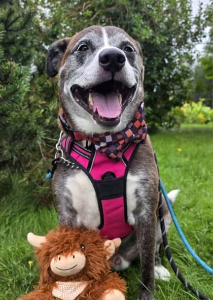 Max - Beagle / Terrier, Pit Bull available for adoption