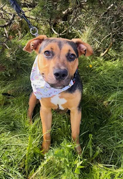 Ducky - Terrier, Pit Bull Mix available for adoption at Nova Scotia SPCA in Halifax