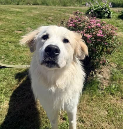 Kamino - Great Pyrenees Mix available for adoption