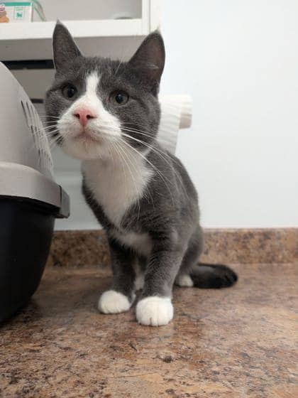 Smokey - Domestic Shorthair Mix cat available for adoption at Nova Scotia SPCA in Halifax