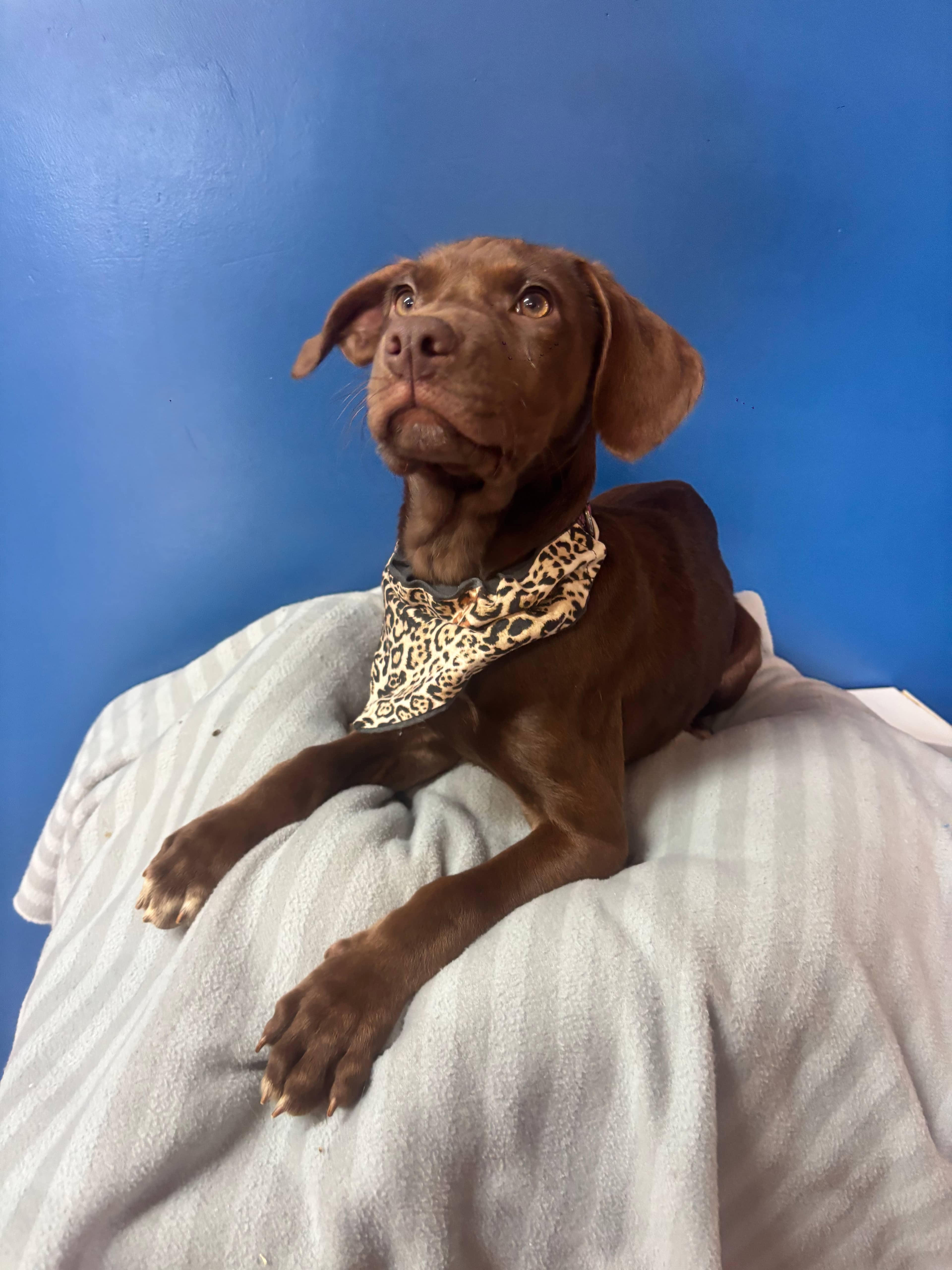 Pollie - Terrier, Pit Bull Mix available for adoption