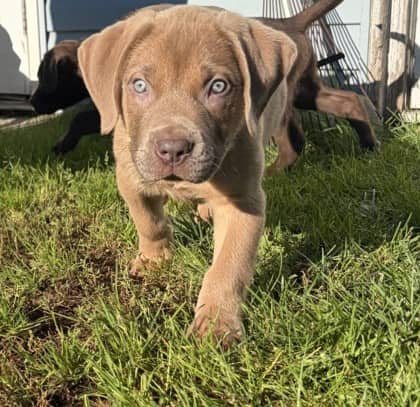 Nutmeg - Mastiff / Retriever, Labrador available for adoption at Nova Scotia SPCA in Halifax