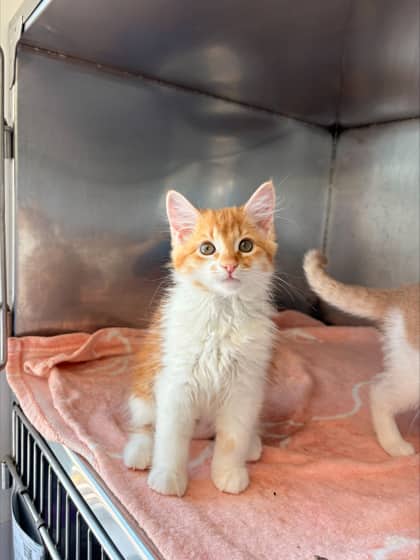 Willow - Domestic Medium Hair Mix available for adoption
