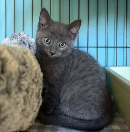 Dulce - Domestic Shorthair Mix cat available for adoption at Nova Scotia SPCA in Halifax