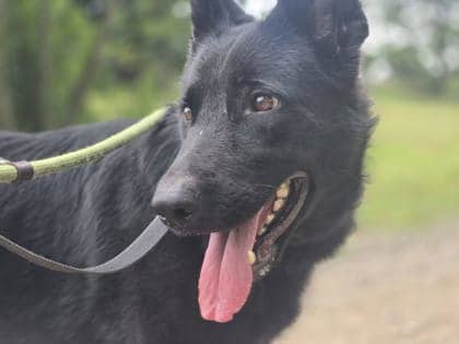 Stormy - German Shepherd Mix available for adoption at Nova Scotia SPCA in Halifax