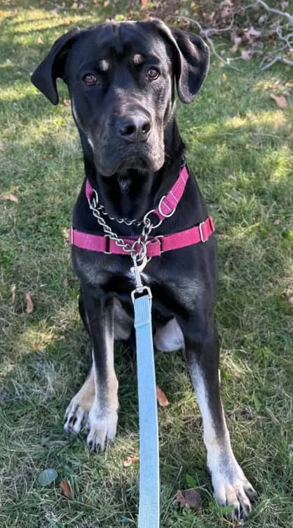 Hercules - Mixed Breed available for adoption