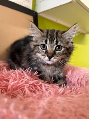 Bertha - Domestic Medium Hair Mix available for adoption