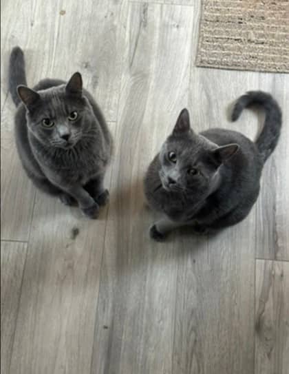 Chips - Domestic Shorthair Mix cat available for adoption at Nova Scotia SPCA in Halifax