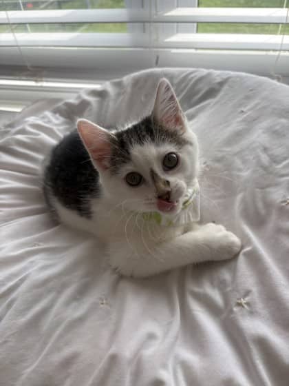 Zorak - Domestic Shorthair Mix available for adoption