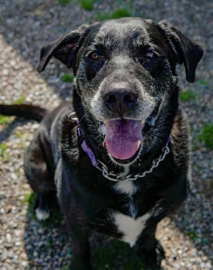 Rosco - Retriever, Labrador Mix available for adoption at Nova Scotia SPCA in Halifax