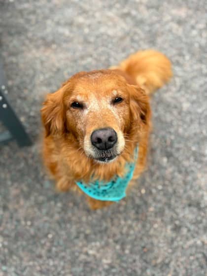 Pearl - Retriever, Golden available for adoption at Nova Scotia SPCA in Halifax
