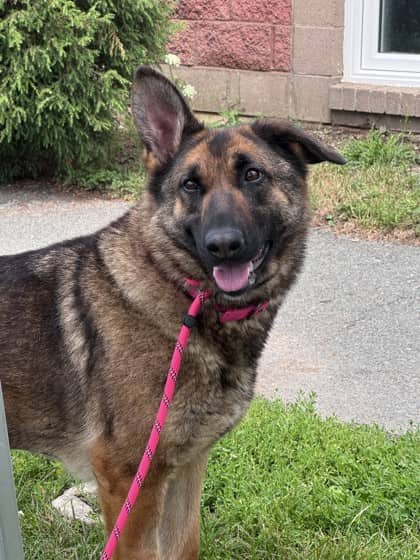 Gracie - German Shepherd Mix available for adoption at Nova Scotia SPCA in Halifax