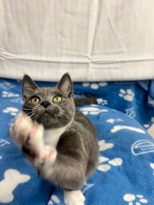 Snap - Domestic Shorthair Mix cat available for adoption at Nova Scotia SPCA in Halifax
