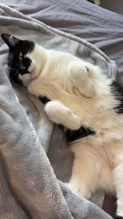 Cordelia Josephine - Domestic Shorthair Mix cat available for adoption at Nova Scotia SPCA in Halifax