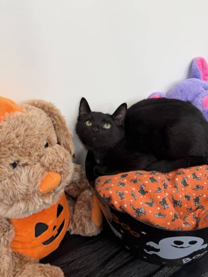 Newt - Domestic Shorthair Mix cat available for adoption at Nova Scotia SPCA in Halifax
