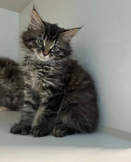 Shale - Domestic Medium Hair Mix cat available for adoption at Nova Scotia SPCA in Halifax
