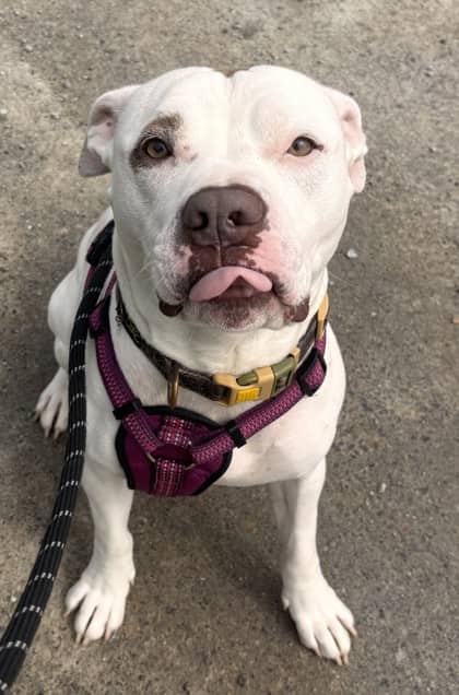 Opie - Terrier, Pit Bull Mix available for adoption