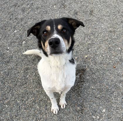 Duke - Mixed Breed available for adoption at Nova Scotia SPCA in Halifax