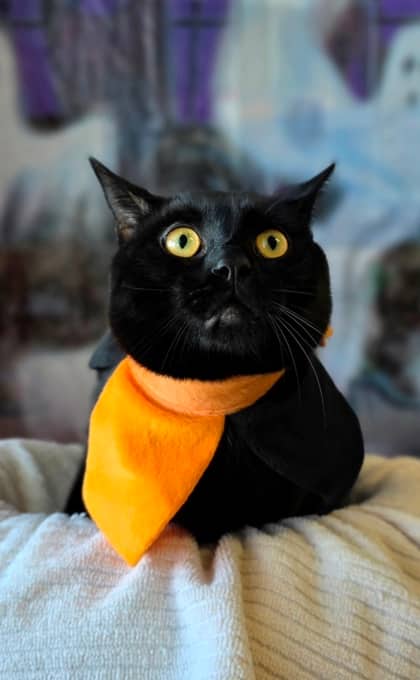 Kalabar - Domestic Shorthair Mix cat available for adoption at Nova Scotia SPCA in Halifax