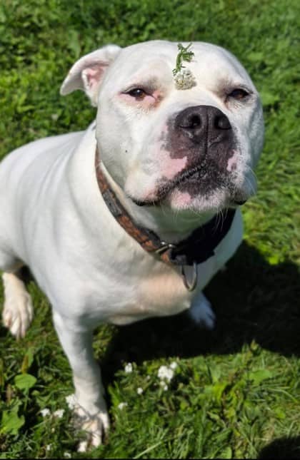 Tank - Terrier, Pit Bull Mix available for adoption at Nova Scotia SPCA in Halifax