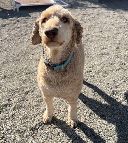 Garçon - Poodle, Standard Mix available for adoption