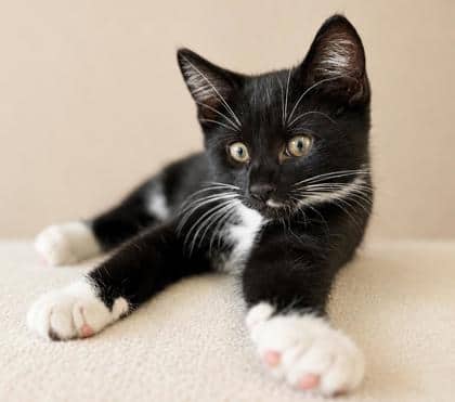 Flint - Domestic Shorthair Mix cat available for adoption at Nova Scotia SPCA in Halifax