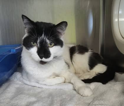 Genie - Domestic Shorthair Mix cat available for adoption in Nova Scotia