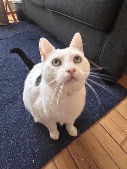 Kali - Domestic Shorthair Mix cat available for adoption at Nova Scotia SPCA in Halifax