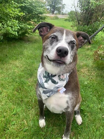 Max - Beagle / Terrier, Pit Bull available for adoption