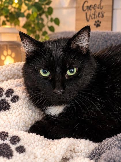 Obie - Domestic Shorthair Mix cat available for adoption at Nova Scotia SPCA in Halifax