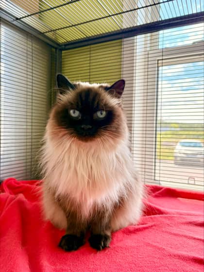Yoyo - Himalayan Mix cat available for adoption at Nova Scotia SPCA in Halifax
