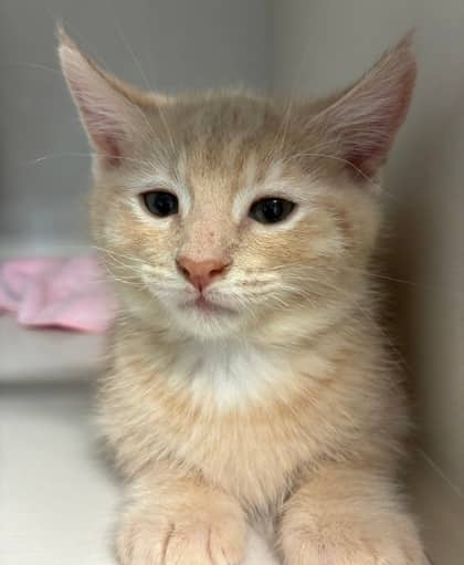Jagger - Domestic Shorthair Mix cat available for adoption at Nova Scotia SPCA in Halifax