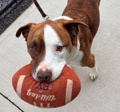 Nash - Terrier, American Staffordshire Mix available for adoption at Nova Scotia SPCA in Halifax