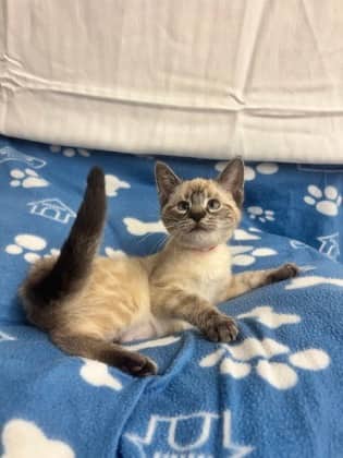 Mouse - Domestic Shorthair Mix available for adoption