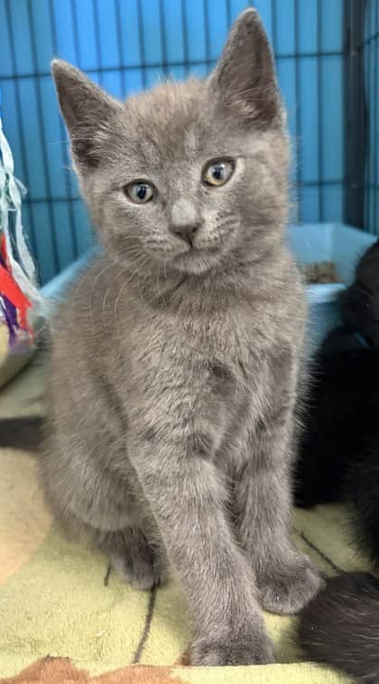 Karma - Domestic Shorthair Mix cat available for adoption at Nova Scotia SPCA in Halifax